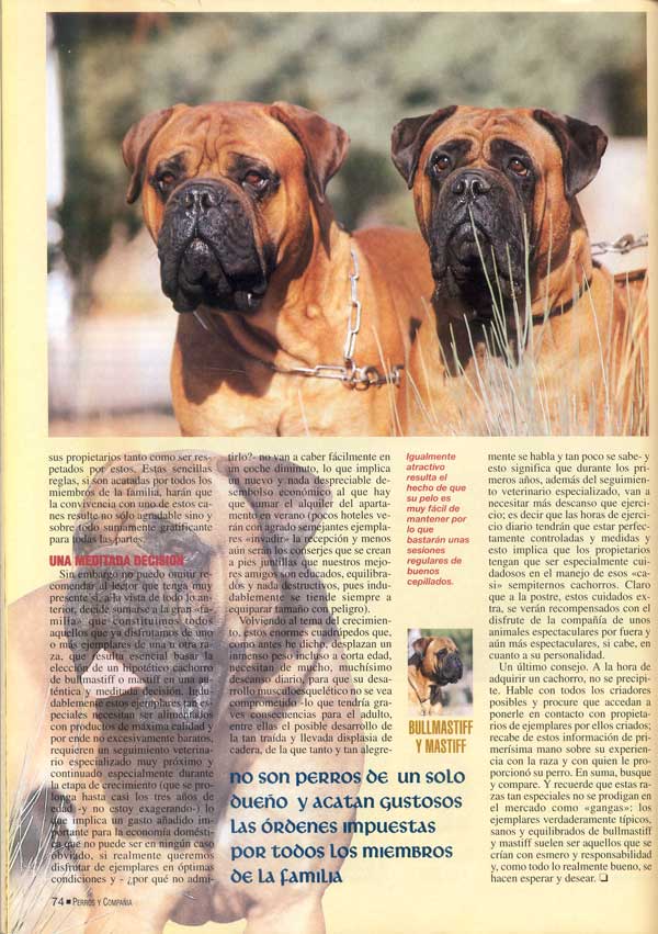 Mastiff y Bullmastiff, Dos Magnificos Gentleman