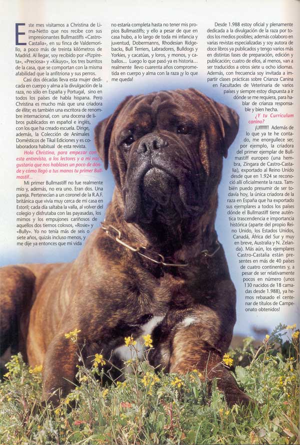 Bullmastiff, Punto y Aparte, Castro-Castalia Bullmastiffs