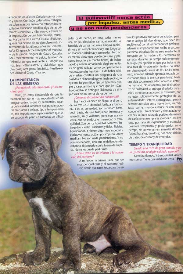 Bullmastiff, Punto y Aparte, Castro-Castalia Bullmastiffs