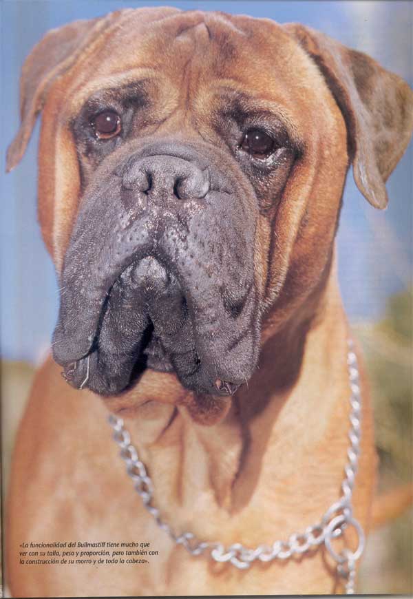 Bullmastiff, Punto y Aparte, Castro-Castalia Bullmastiffs