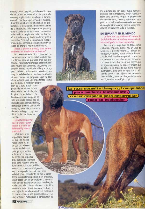 Bullmastiff, Punto y Aparte, Castro-Castalia Bullmastiffs