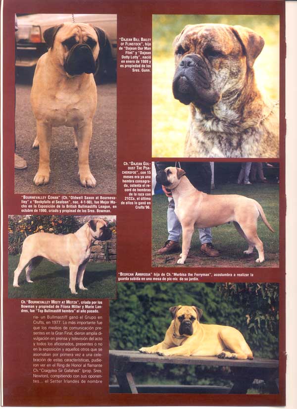 Articulos publicados por Christina de Lima-Netto, Castro-Castalia Bullmastiffs