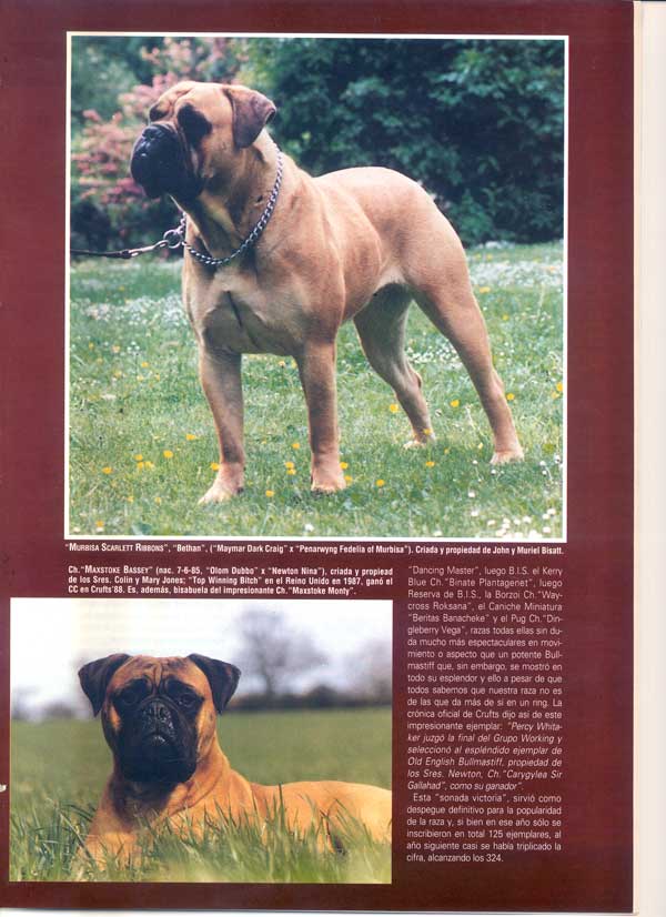 Articulos publicados por Christina de Lima-Netto, Castro-Castalia Bullmastiffs