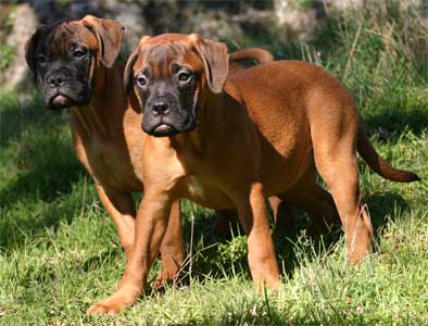 La llegada a casa de un cachorro, manual del cachorro, Castro-Castalia Bullmastiffs