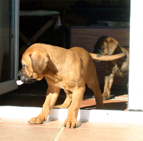 Castro-Castalia Bullmastiffs