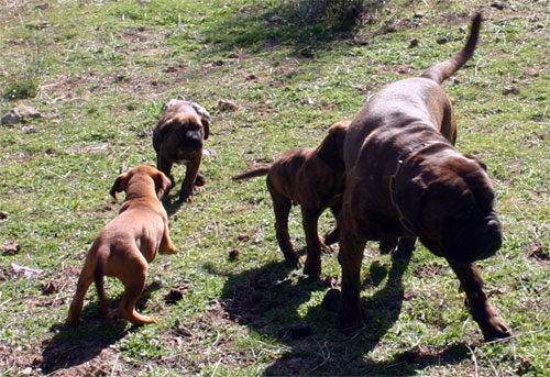 Castro-Castalia Bullmastiffs