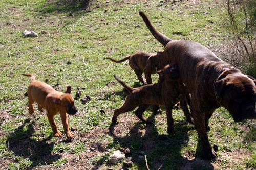 Castro-Castalia Bullmastiffs