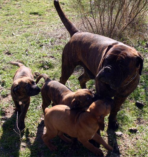 Castro-Castalia Bullmastiffs