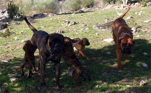 Castro-Castalia Bullmastiffs