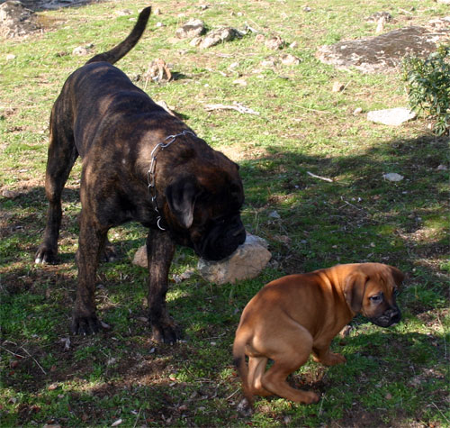 Castro-Castalia Bullmastiffs