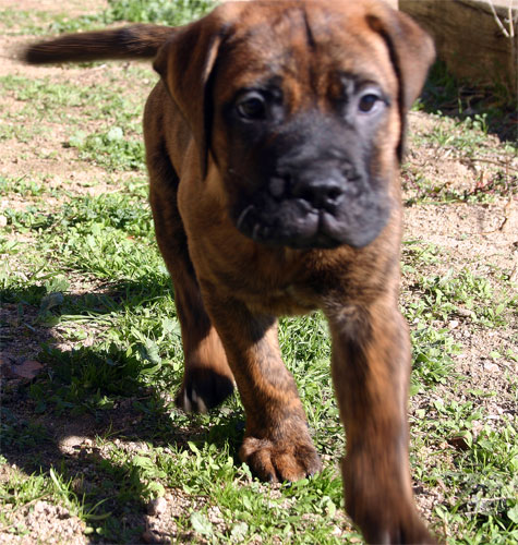 Castro-Castalia Bullmastiffs