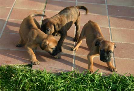 La filosofia de Castro-Castalia Bullmastiffs