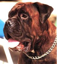 Blood Lines, Castro-Castalia Bullmastiffs