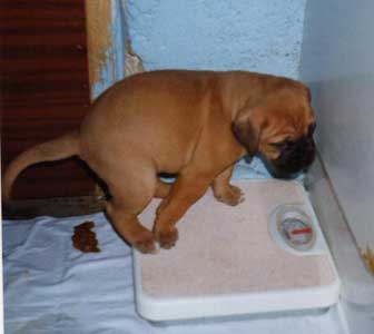 La llegada a casa de un cachorro, manual del cachorro, Castro-Castalia Bullmastiffs