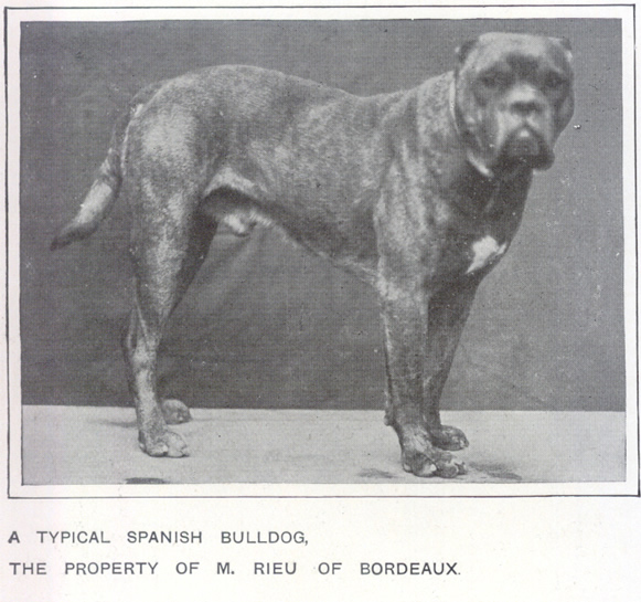 Castro-Castalia Bullmastiffs