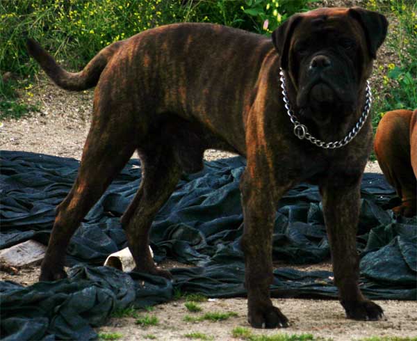 Stike, Castro-Castalia Bullmastiffs