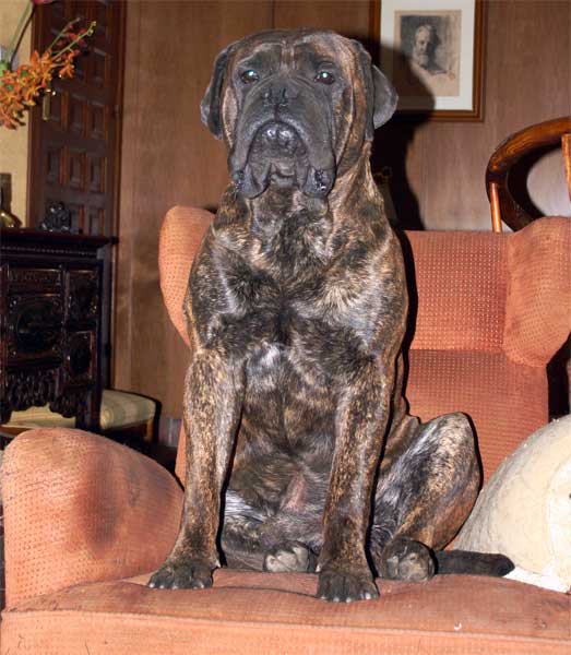 Manual del cachorro, el crecimiento de un Bullmastiff, Castro-Castalia Bullmastiffs