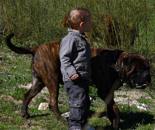 Bullmastiff Size Chart