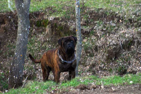 Bullmastiff Size Chart