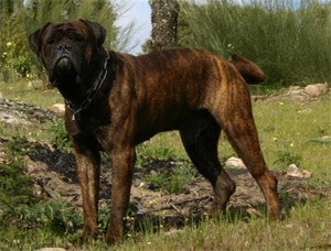 Manual del cachorro, el crecimiento de un Bullmastiff, Castro-Castalia Bullmastiffs