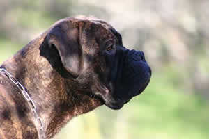 Manual del cachorro, el crecimiento de un Bullmastiff, Castro-Castalia Bullmastiffs