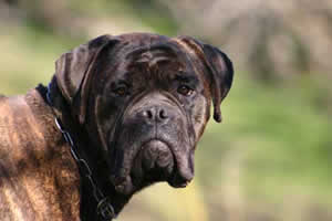 Manual del cachorro, el crecimiento de un Bullmastiff, Castro-Castalia Bullmastiffs