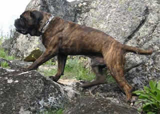 Growth of  Bullmastiff, Castro-Castalia Bullmastiffs