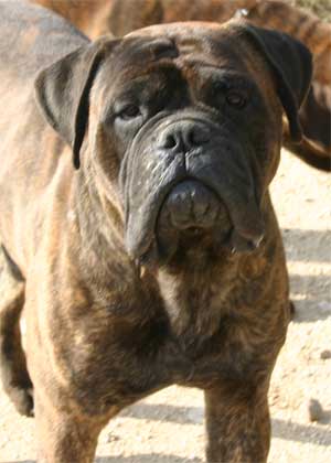 Manual del cachorro, el crecimiento de un Bullmastiff, Castro-Castalia Bullmastiffs