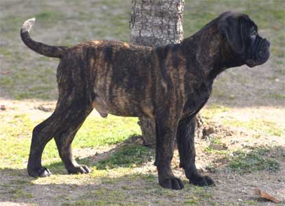 Growth of  Bullmastiff, Castro-Castalia Bullmastiffs