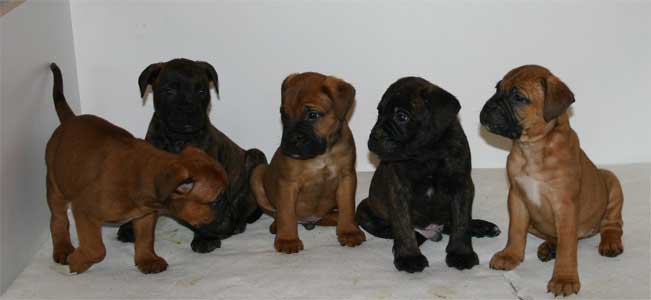 Bullmastiff Growth Chart