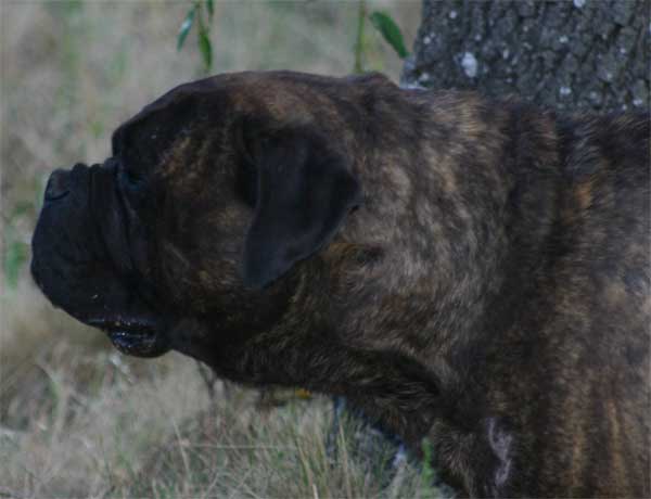 Growth of  Bullmastiff, Castro-Castalia Bullmastiffs