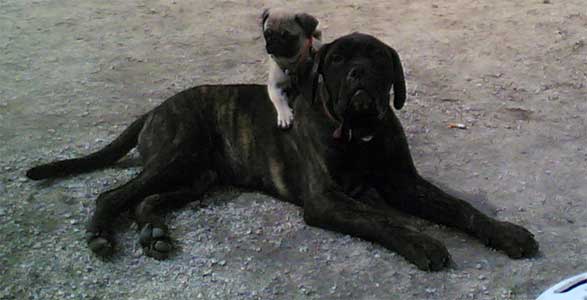 Manual del cachorro, el crecimiento de un Bullmastiff, Castro-Castalia Bullmastiffs