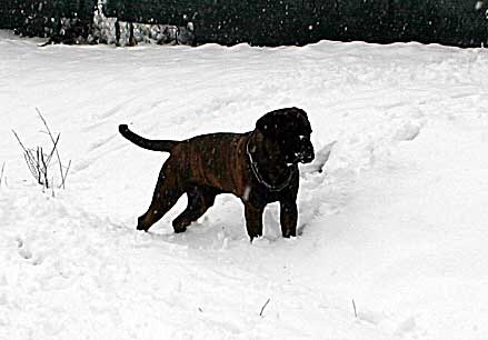 El peligro de la Oruga Procesionaria, Castro-Castalia Bullmastiffs