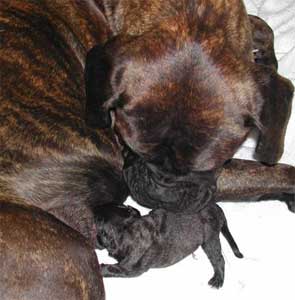 Growth of  Bullmastiff, Castro-Castalia Bullmastiffs