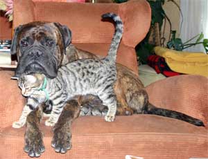 Un Bullmastiff en la sociedad, Castro-Castalia Bullmastiffs