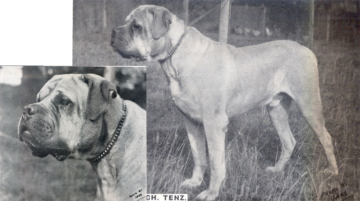 Как выглядели первые бульмастифы Bullmastiff_tenzoffmullorna