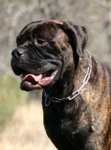 Blood Lines, Castro-Castalia Bullmastiffs