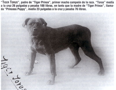 Tiger Torus, Castro-Castalia Bullmastiffs