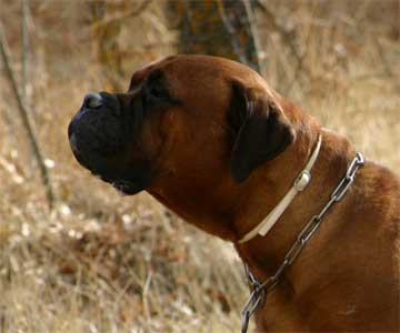 Blood Lines, Castro-Castalia Bullmastiffs