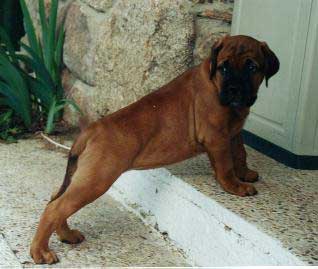 La llegada a casa de un cachorro, manual del cachorro, Castro-Castalia Bullmastiffs