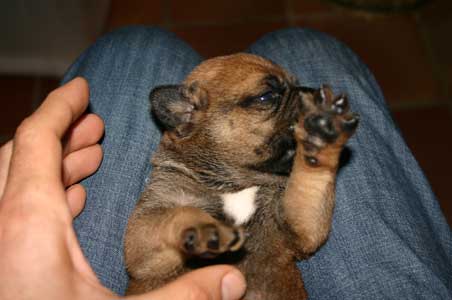 Control de los desordenes geneticos, Castro-Castalia Bullmastiffs