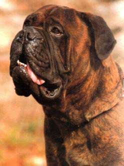 Fenotipo y genotipo, Castro-Castalia Bullmastiffs