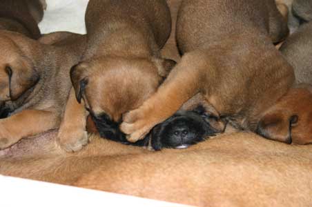 Animales peligrosos de la Fauna, Castro-Castalia Bullmastiffs