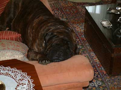 Tonton se enamora de: ¡la burra!, Anecdotas de Castro-Castalia Bullmastiffs, Tonton y el intento de una nueva raza Burrmastiffs
