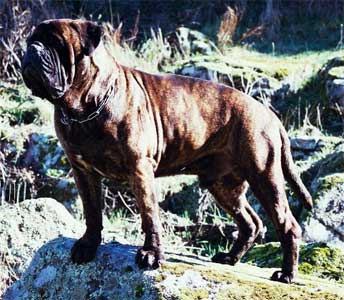 Cuado Nuestro amigo se va, Castro-Castalia Bullmastiffs