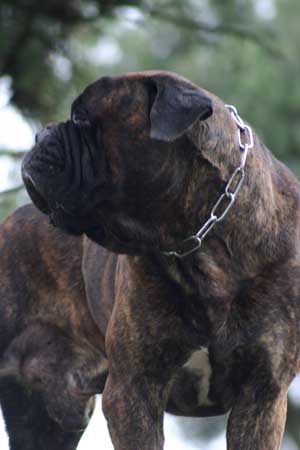 Malcom X de Castro-Castalia Bullmastiffs