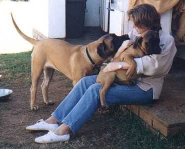 La Traviata y Mastiff, Castro-Castalia Bullmastiffs