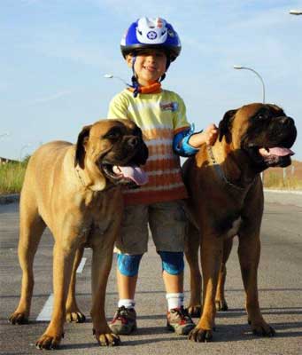 Castro-Castalia Bullmastiffs