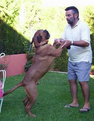 Canine Hypothyroidism, Castro-Castalia Bullmastiffs