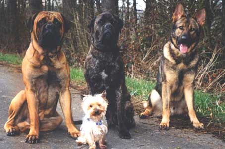 Manual del Cachorro, el dia a dia, Castro-Castalia Bullmastiffs